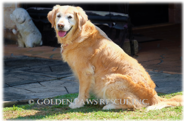 Donate To Petrescue - Golden Retriever Clipart (638x638), Png Download