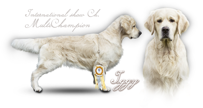 Golden Retriever Iker Du Bois De La Rayere - Golden Retriever Clipart (800x424), Png Download