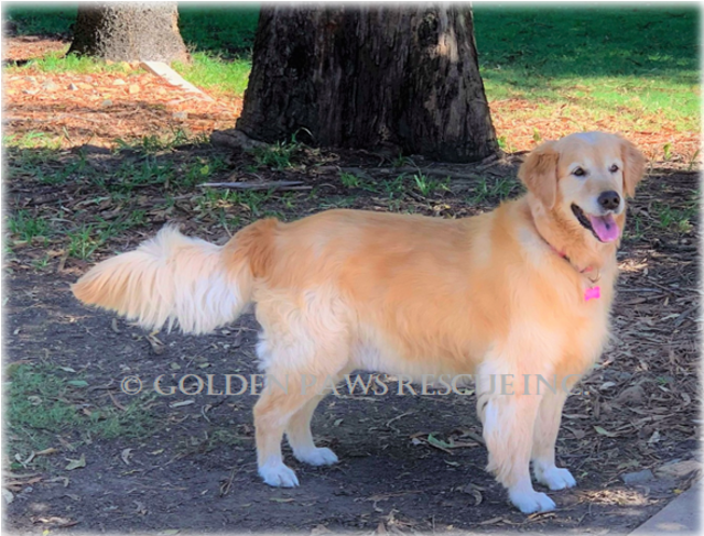 Donate To Petrescue - Golden Retriever Clipart (638x638), Png Download