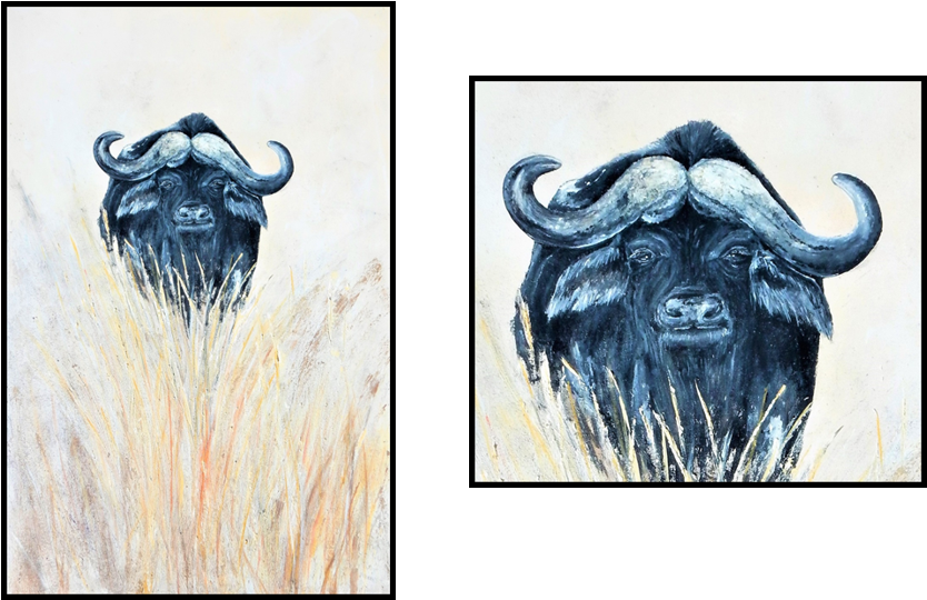 African Buffalo , Png Download Clipart (834x540), Png Download