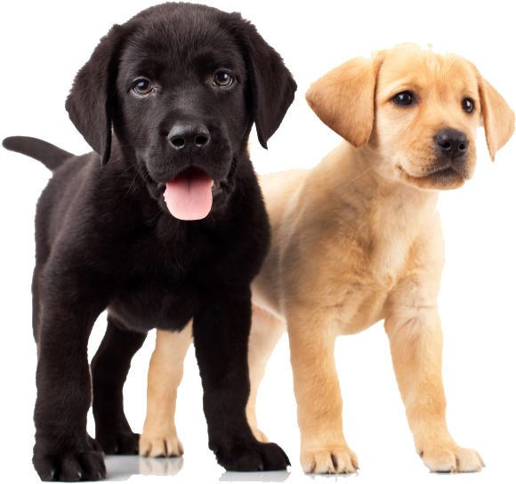 Golden Retriever Puppies - Yellow And Black Lab Puppies Clipart (650x650), Png Download