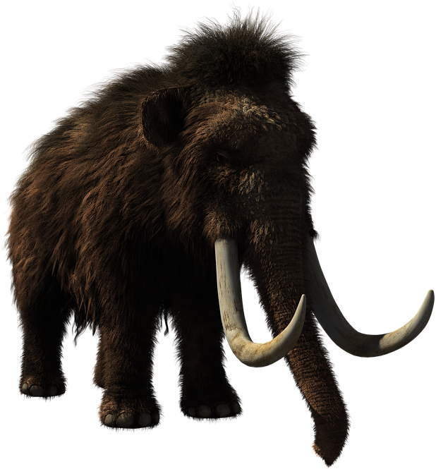 Baby Elephant - Woolly Mammoth Clipart (720x720), Png Download
