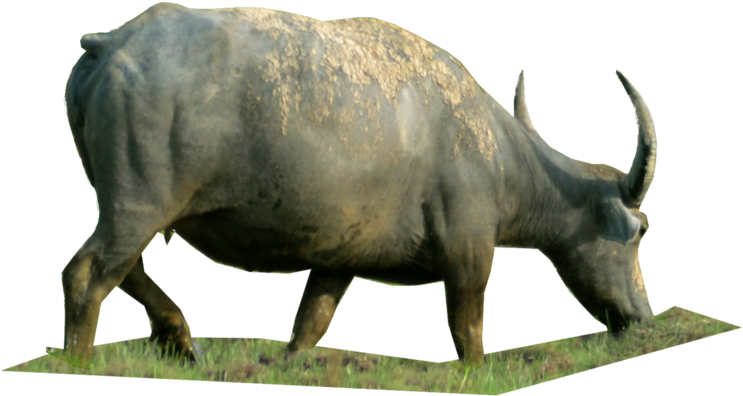 Kerbau Png Clipart (1024x665), Png Download