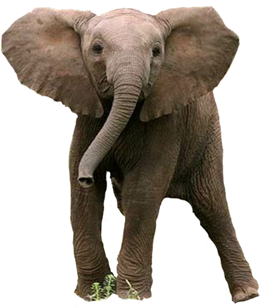 #baby #elephant #sticker Clipart (1024x1116), Png Download