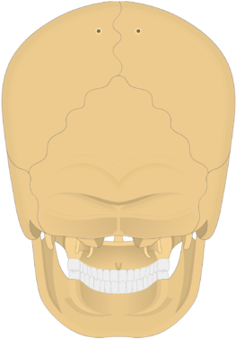 Posterior View Of The Skull - Skull Clipart (770x406), Png Download