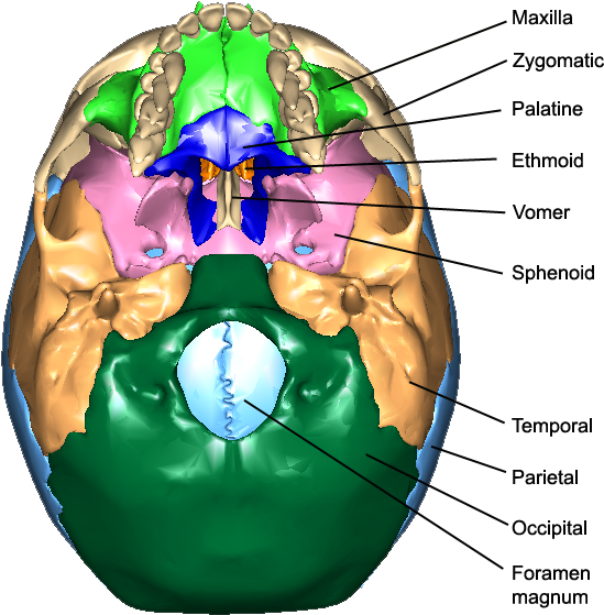 9 The Bones Of The Skull, Inferior View, Looking Up - Circle Clipart (576x627), Png Download