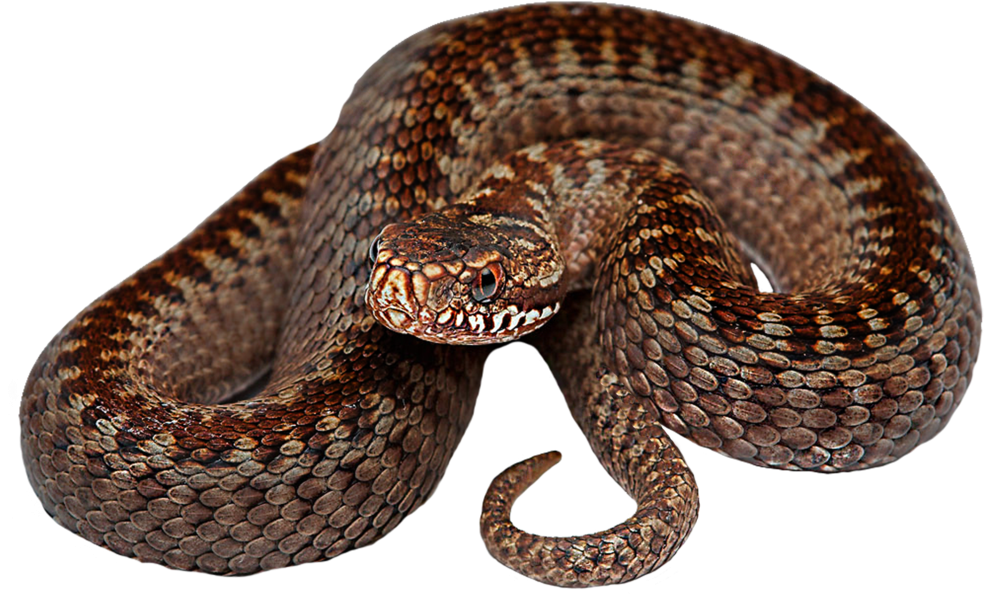 Image - Serpent Png Clipart (1024x746), Png Download