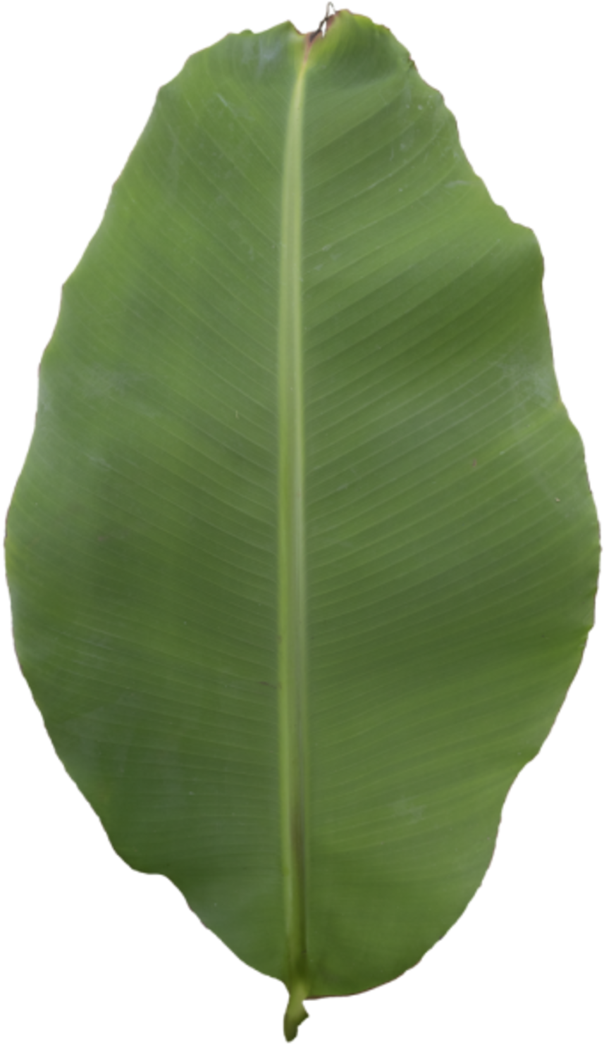 Leaf Banana - Ensete Clipart (900x1508), Png Download