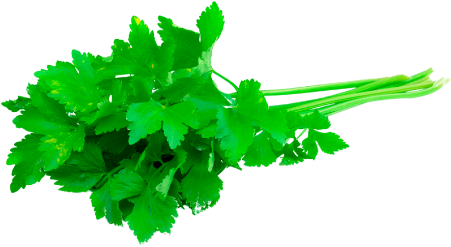 Cilantro Emm 500 Slobolt - Coriander Essential Oil Clipart (918x504), Png Download