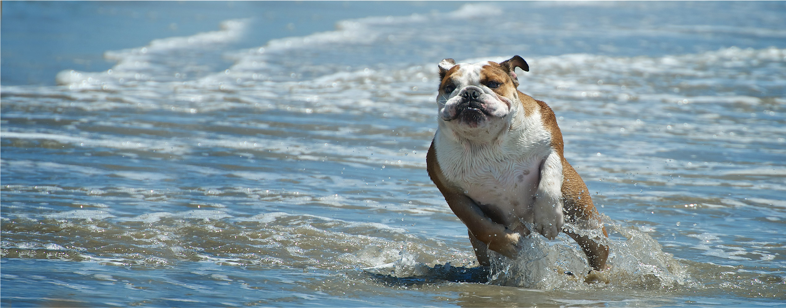Huntington Dog Beach - North American River Otter Clipart (2550x1536), Png Download
