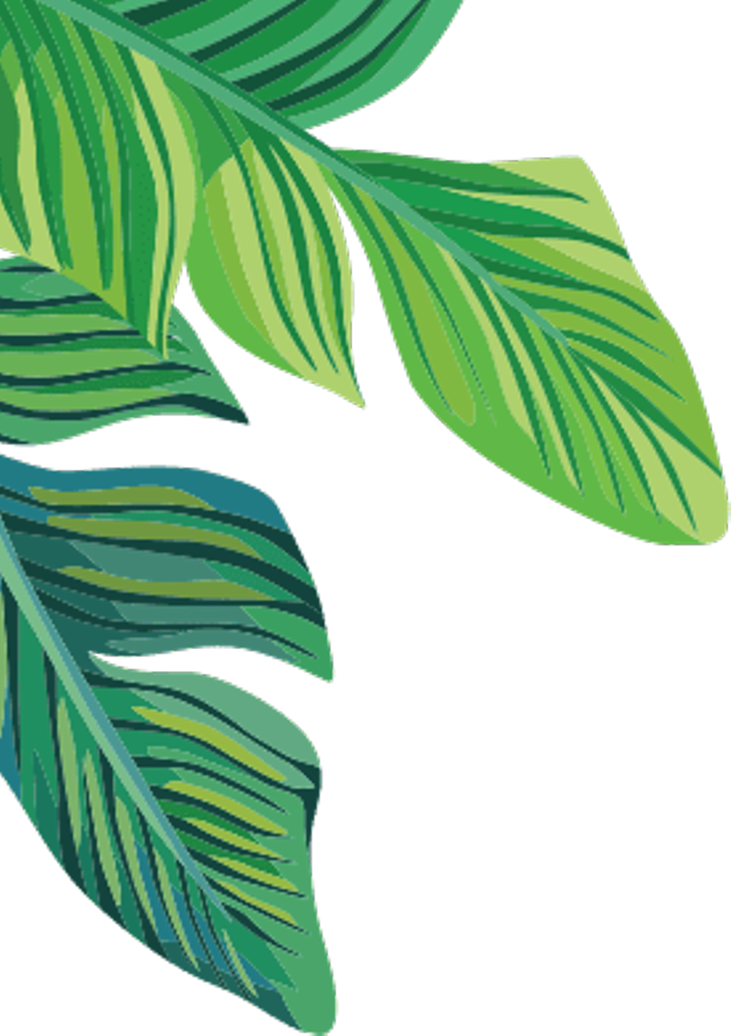 Tropical Plants Banana Leaves Freetoedit - Banana Leaf Transparent Background Clipart (1024x1451), Png Download