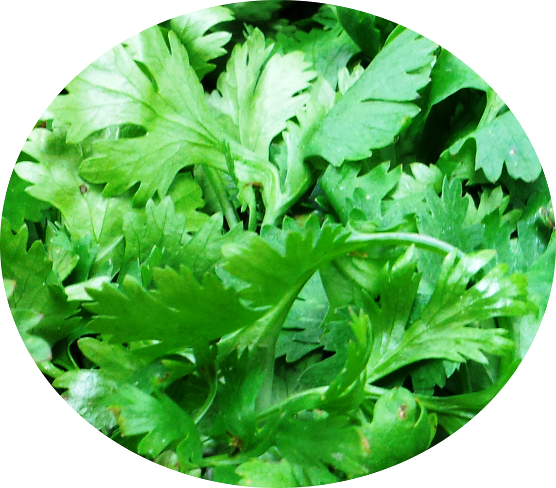 Chopped Cilantro Png - Lettuce Clipart (1134x996), Png Download