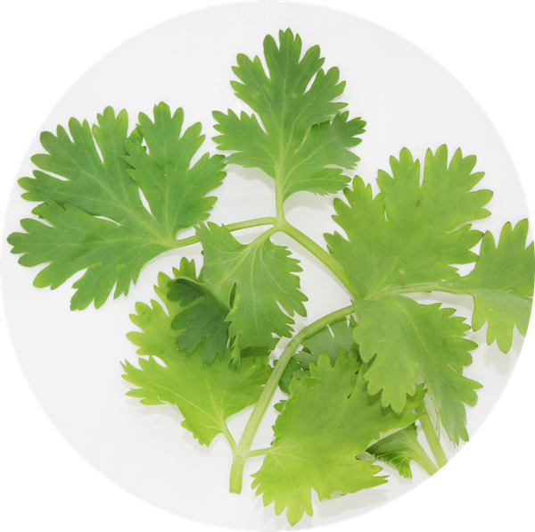Cilantro - Coriander Clipart (600x596), Png Download