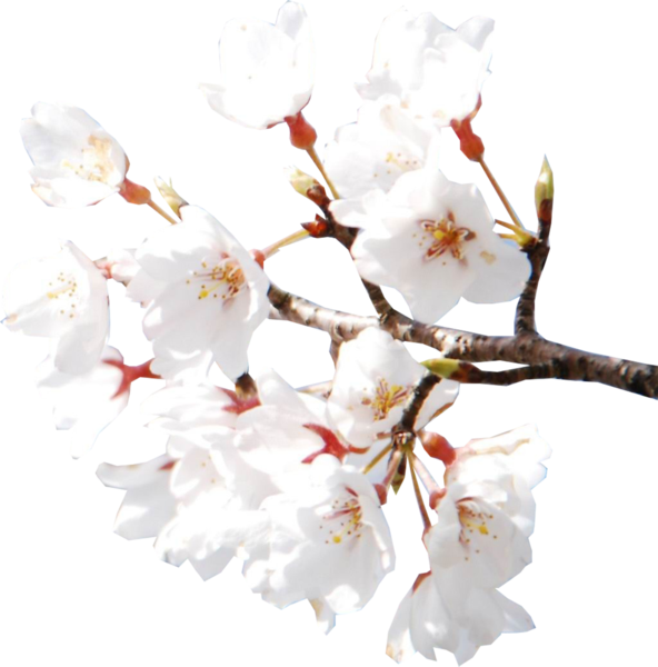 Cherry Blossoms - White Cherry Blossom Flower Aesthetic Clipart (592x600), Png Download