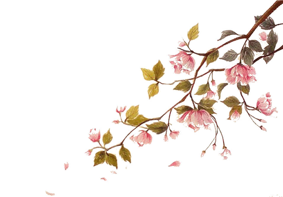 Cherry Blossom Watercolor Painting Ci - Water Color Cherry Blossom Png Clipart (956x667), Png Download