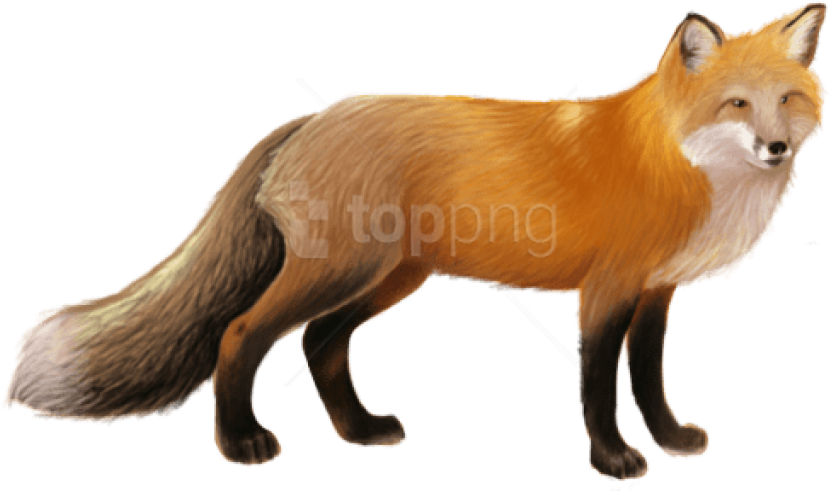 Free Png Download Fox Png Images Background Png Images - Fox Png Clipart (850x517), Png Download
