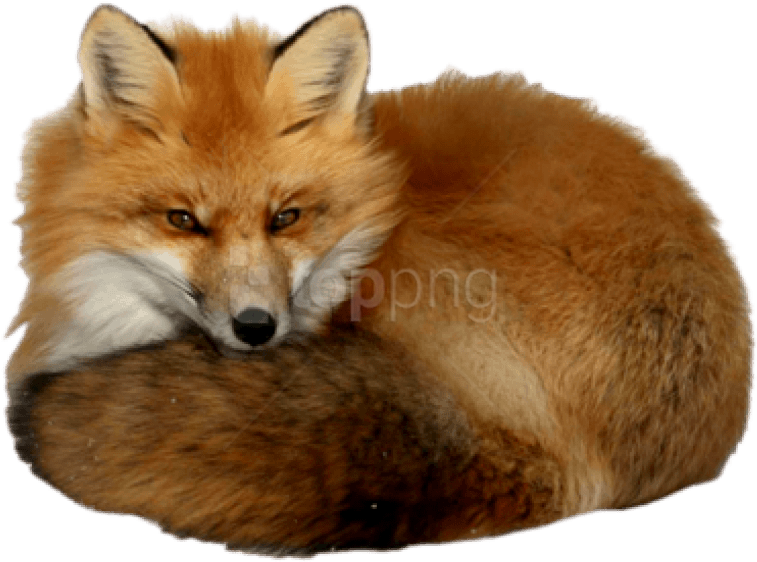 Free Png Download Fox Png Images Background Png Images - Red Fox With A Transparent Background Clipart (851x620), Png Download