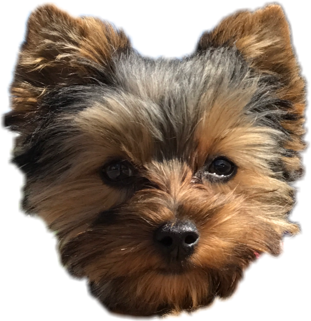 Pepper Dog Cute Puppy Yorkie Perro Freetoedit Png Download - Yorkshire Terrier Clipart (1018x1050), Png Download