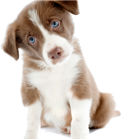 Collie Clipart Cute Puppy - Cute Dog Images Png Transparent Png (640x480), Png Download