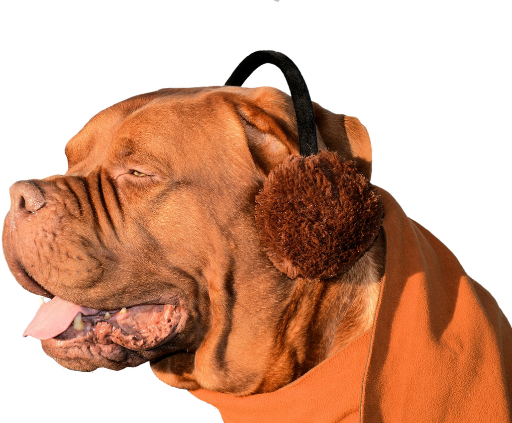 Dog,ear - Earmuff Day Clipart (1280x850), Png Download
