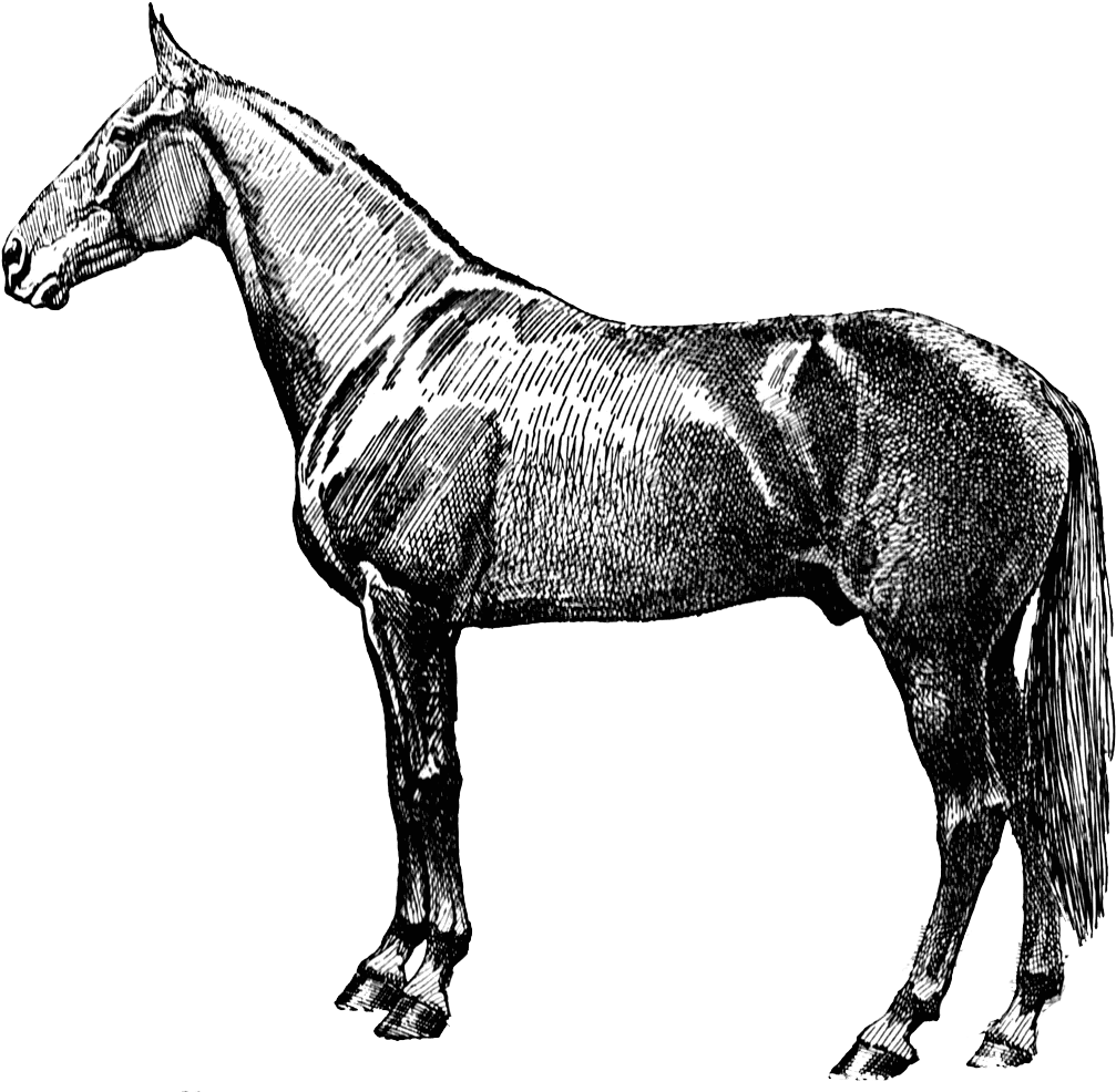 Download Vintage Horse Silhouette Transparent Png - Horse Vintage Clipart (1024x989), Png Download