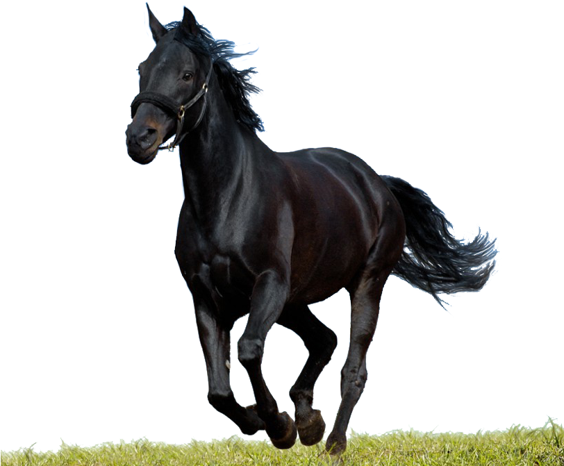 Com Warehouse - Png Horse Clipart (811x687), Png Download