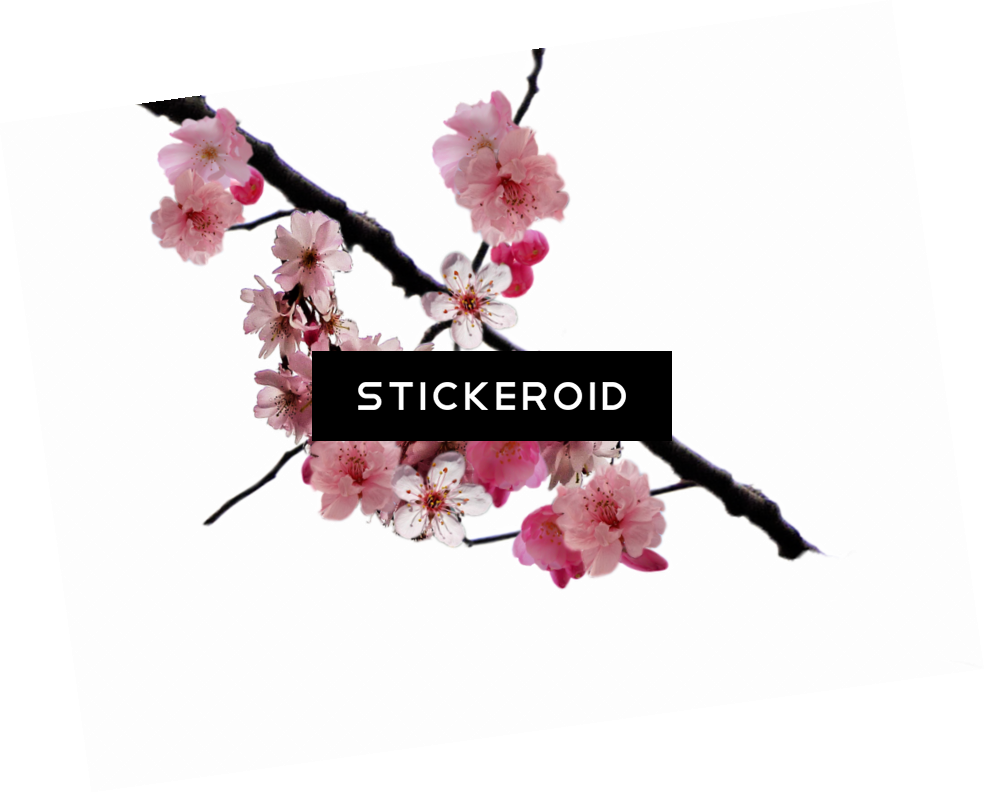 Cherry Blossom Flower - Editing We Heart It Overlay Png Clipart (984x793), Png Download