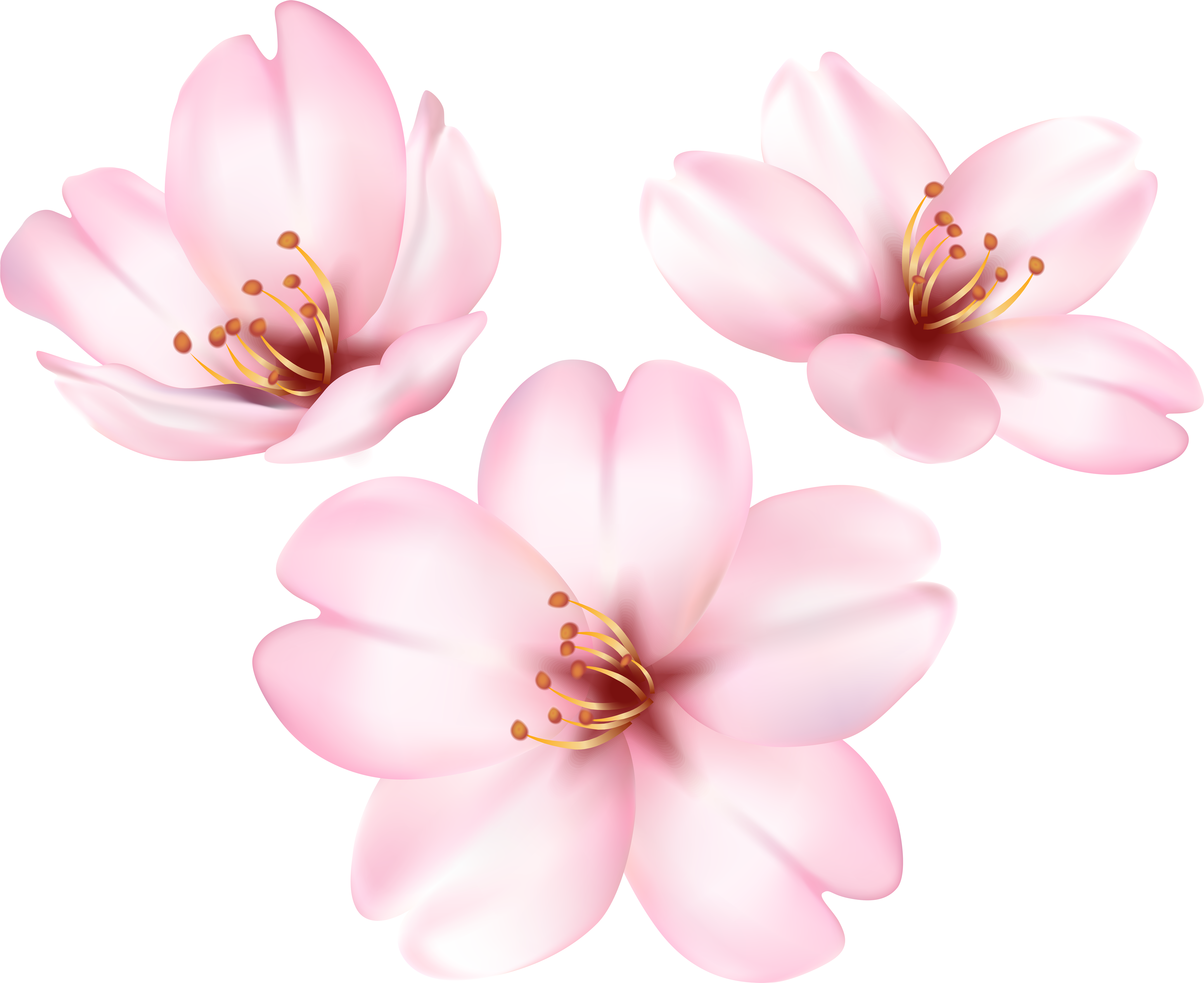 Spring Blooming Tree Flower Png Clip Art Image Transparent Png, free png do...
