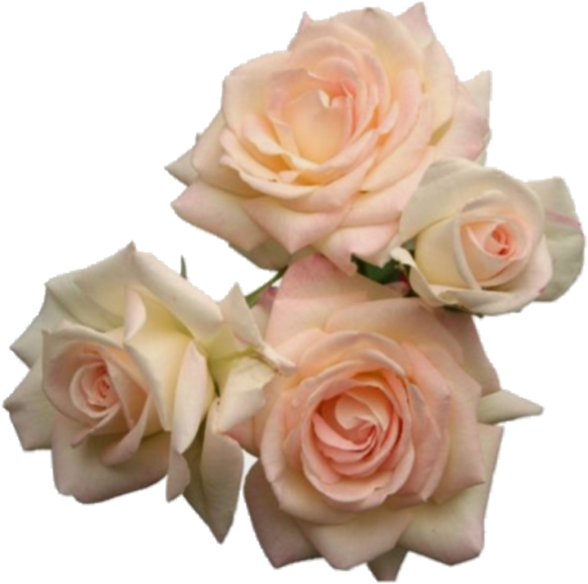 #moodboard #nichememe #polyvore #png #roses #pink Clipart (1024x1115), Png Download