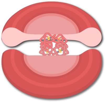 Stock Transport Of Oxygen In The Hemoglobin Molecules - Red Blood Cell Clipart (666x550), Png Download