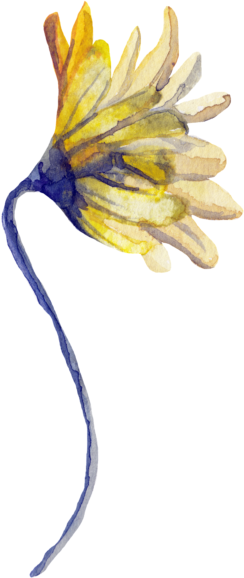 Png De Ornamentação Transparente Para Flores Florais Clipart (984x2323), Png Download