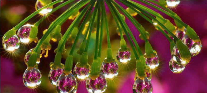 Flower Water Drop Reflection Clipart (870x580), Png Download