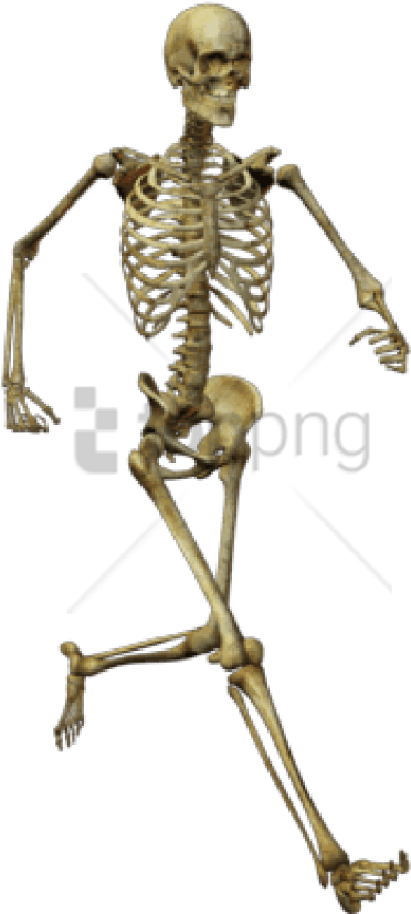 Free Png Download Running Skeleton Png Images Background - Human Skeleton Png Clipart (481x850), Png Download