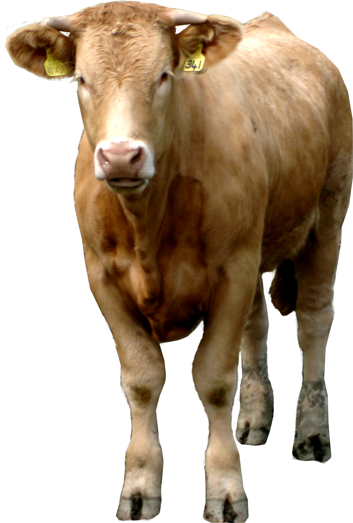 Cow Png In High Resolution - Brown Cow Png Clipart (1722x2073), Png Download
