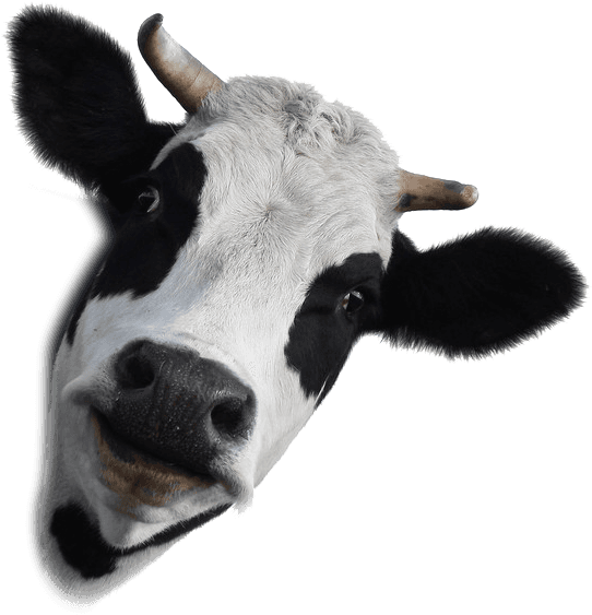 Dairy Cow White Background Clipart (553x573), Png Download