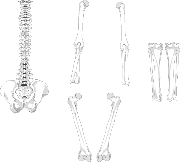 Small - Skull Clipart (600x541), Png Download