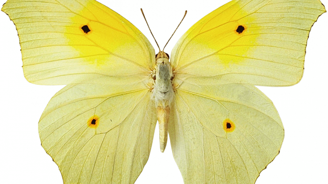 Yellow Butterfly Clipart (1280x720), Png Download