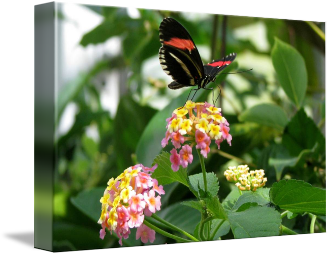 Butterfly Pink And Yellow By Lisa W - Lantana Camara Clipart (650x504), Png Download