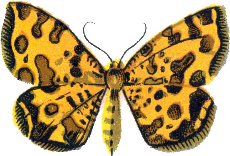 Png - Speckled Wood (butterfly Clipart (764x514), Png Download