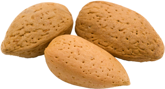 Almond Clipart (866x650), Png Download