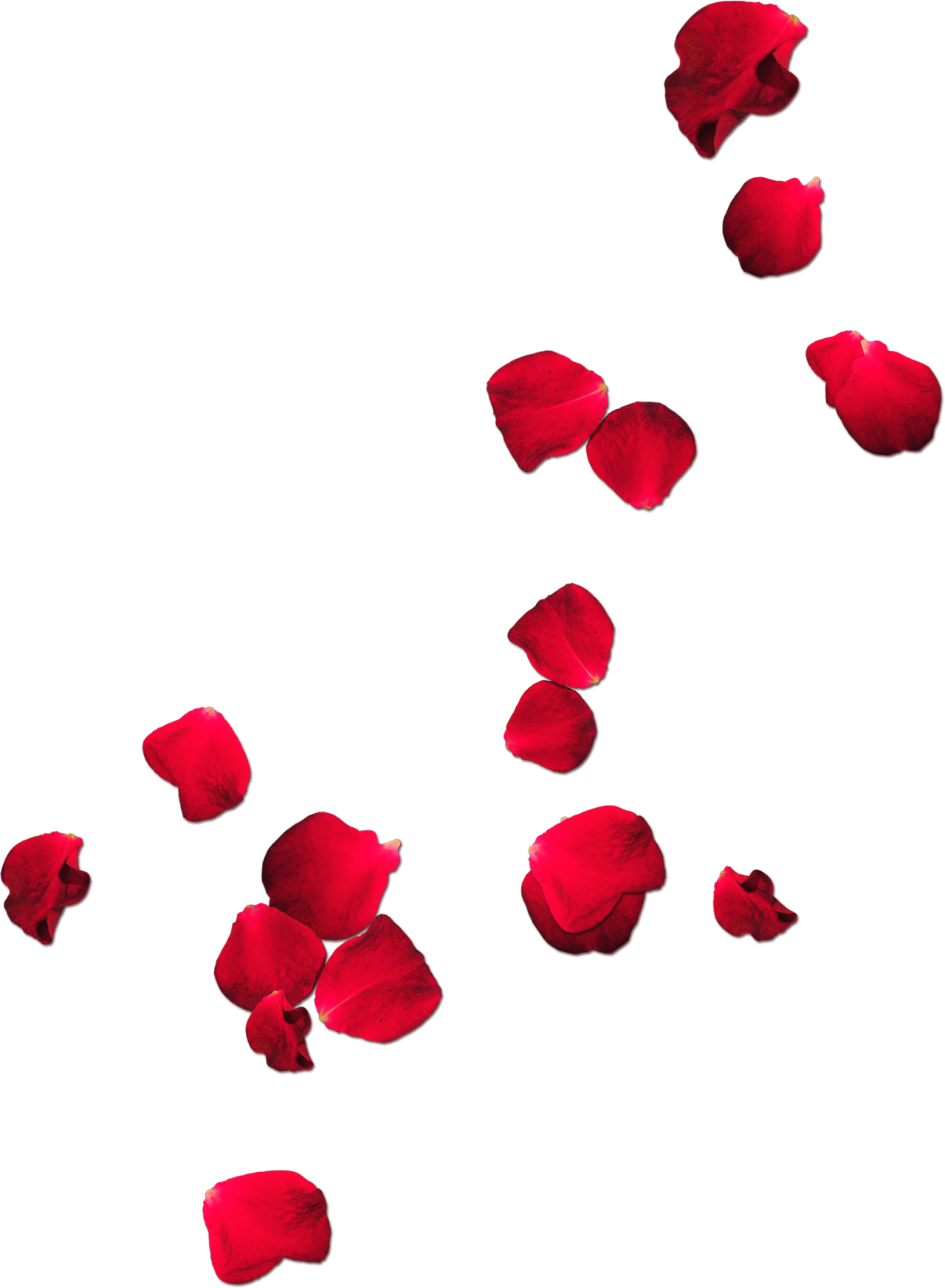 Http - //static - Tumblr - - Transparent Background Rose Petals Png Clipart (500x681), Png Download