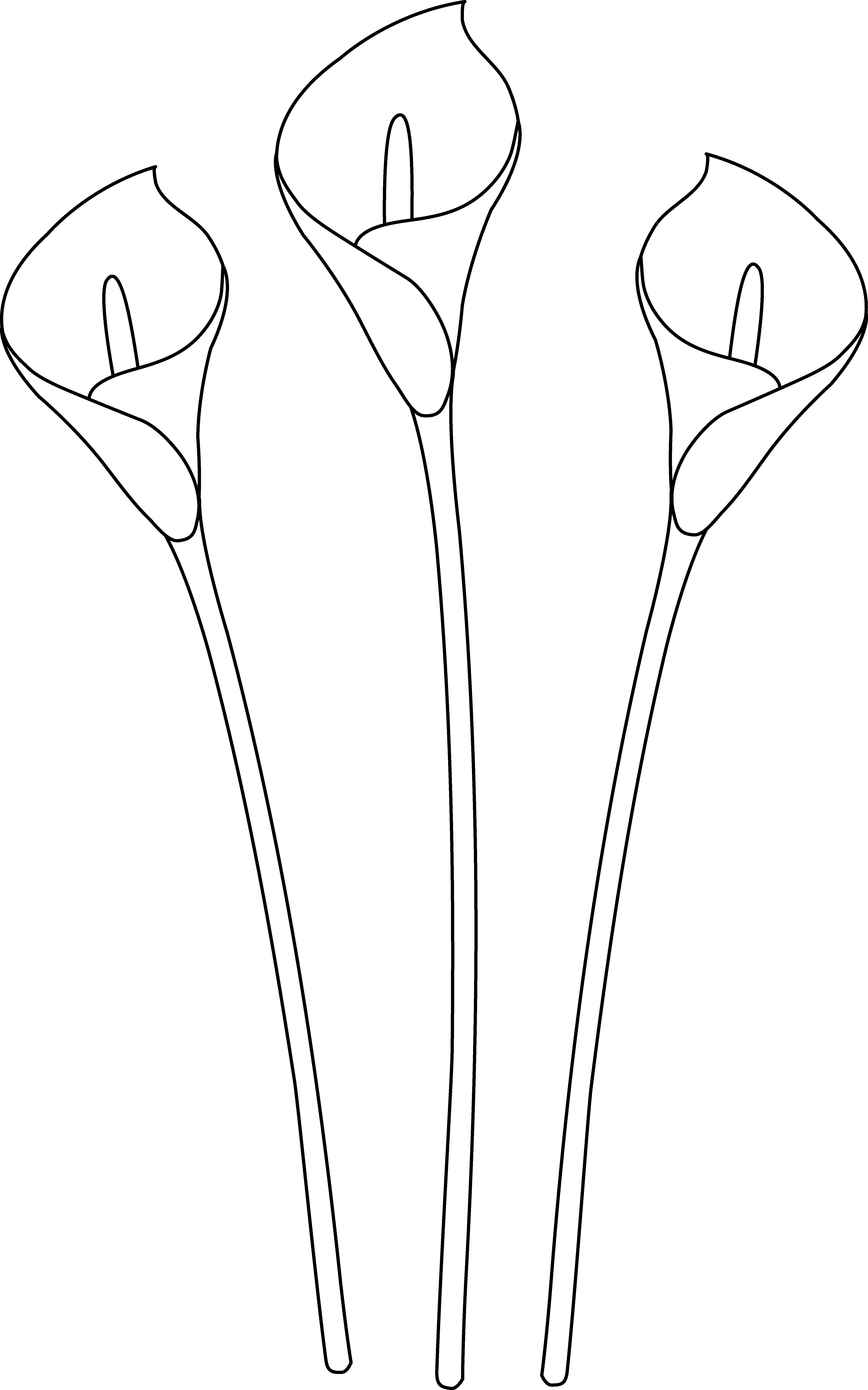 Vector Freeuse Download Clip Art Drawings Calla Lilies - Calla Lily Drawings Easy - Png Download (4552x7286), Png Download