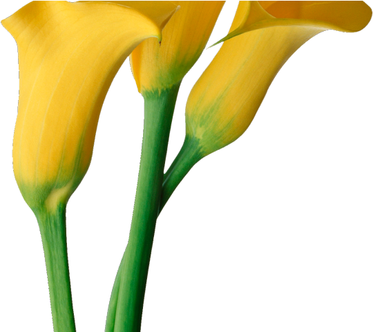 Easter Flower Clipart Calla Lily - Calla Lily Flowers Yellow - Png Download (640x480), Png Download