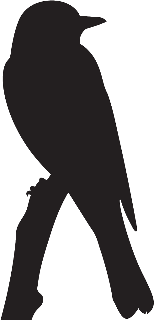 Eastern Kingbird - Western Kingbird Silhouette Clipart (1024x1024), Png Download
