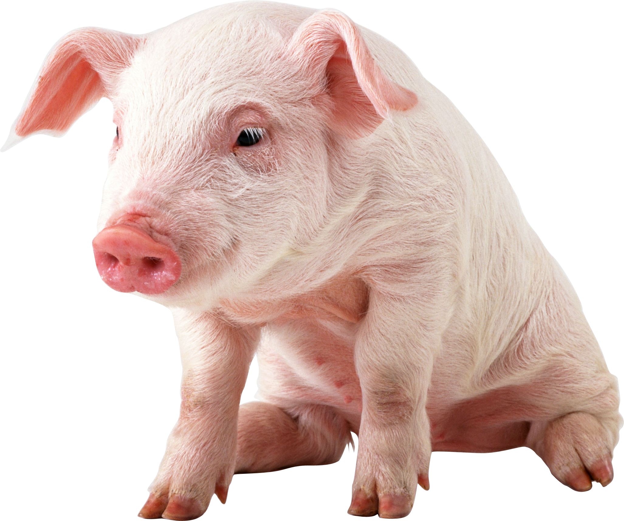 Free Png Download Sitting Baby Pig Png Images Background - Pig Png Clipart (850x709), Png Download