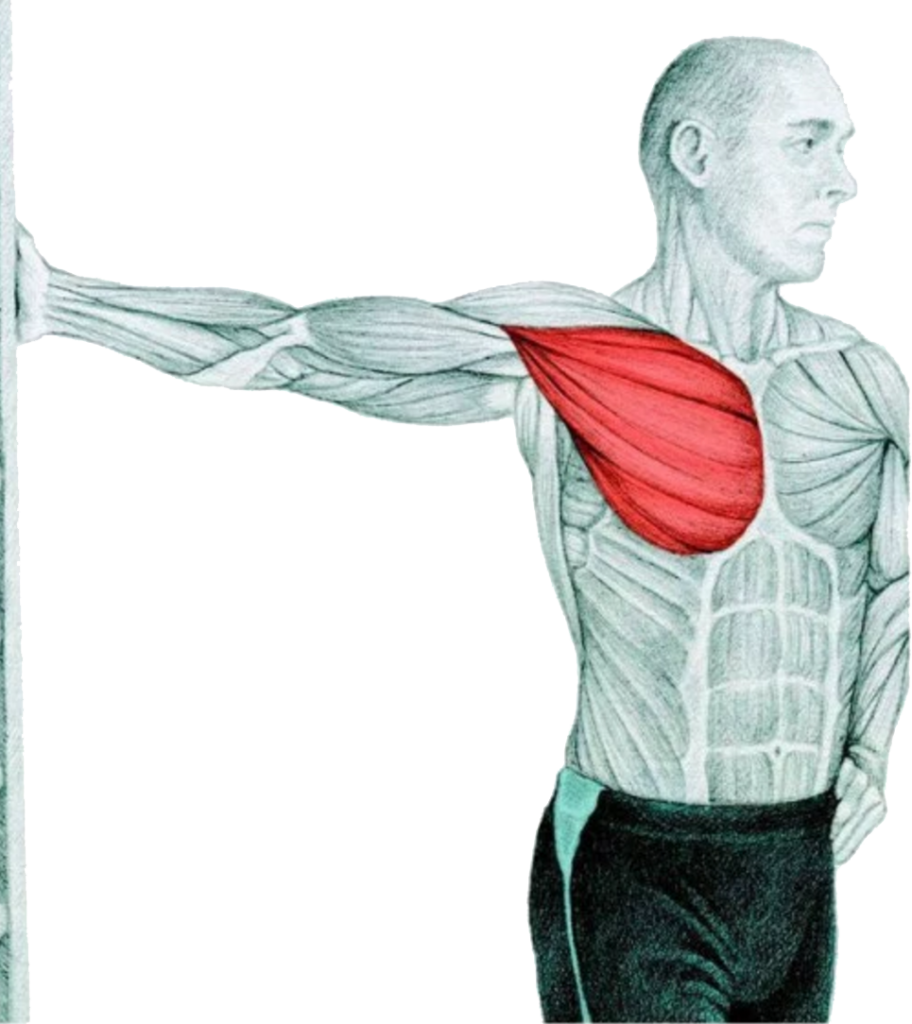 Chest Stretch At The Wall - Chest Muscle Stretches Clipart (912x1024), Png Download