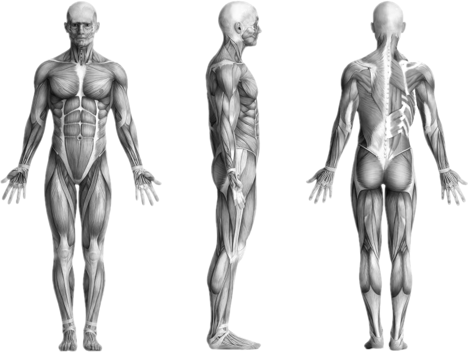 Human Muscles - Lumbo Pelvic Hip Distortion Clipart (1000x750), Png Download