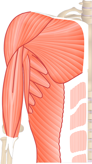 Upper Arm Muscle Unlabeled Clipart (1200x630), Png Download
