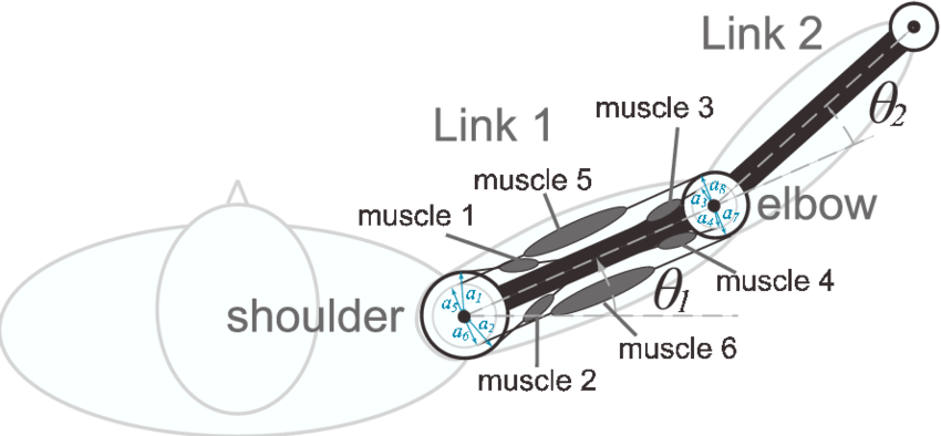 Two Joints Six Muscles Arm - Leider Kein Foto Für Dich Clipart (850x394), Png Download