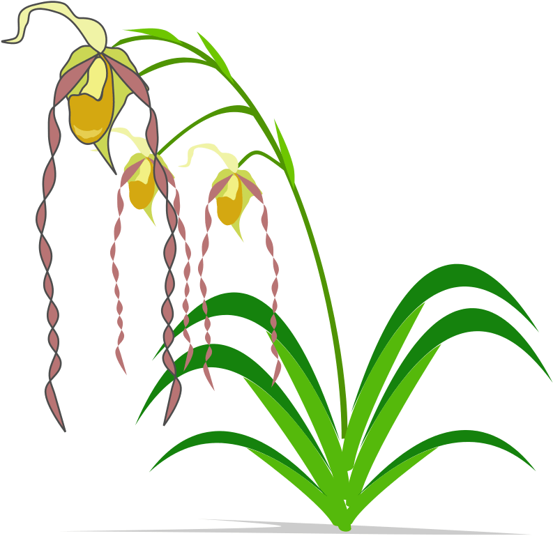 Easter Lily Flower Clip Art Free - Openclipart - Png Download (800x800), Png Download